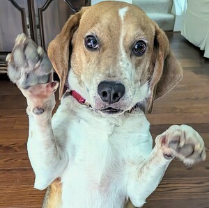 Fundraising Page: Heather Dipboye